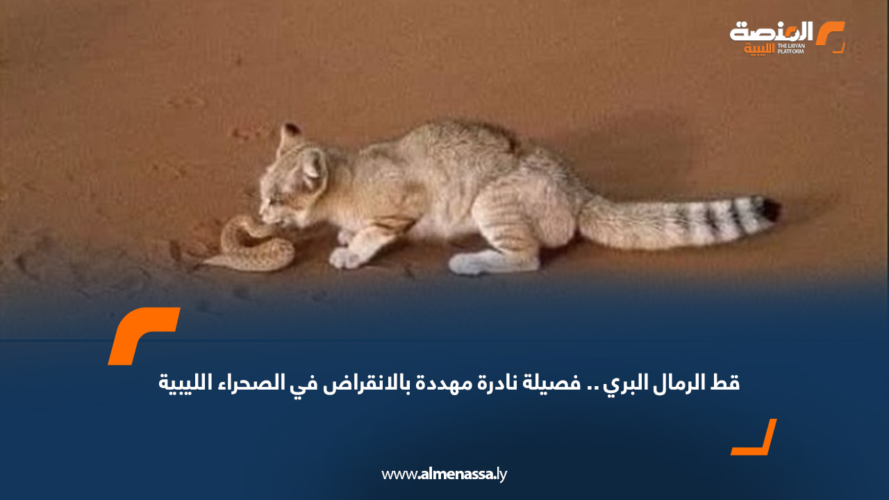 قط الرمال البري.. فصيلة نادرة مهددة بالانقراض في الصحراء الليبية