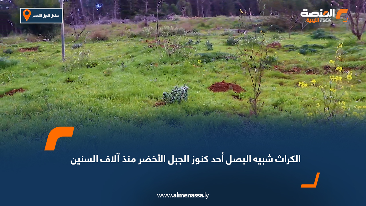 الكراث شبيه البصل أحد كنوز الجبل الأخضر منذ آلاف السنين