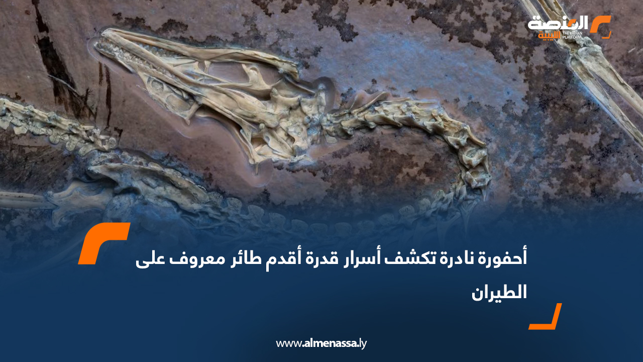 أحفورة نادرة تكشف أسرار قدرة أقدم طائر معروف على الطيران