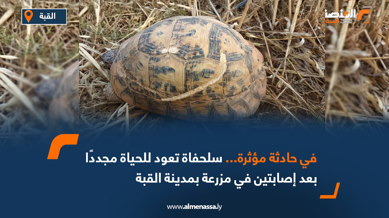 في حادثة مؤثرة... سلحفاة تعود للحياة مجددًا بعد إصابتين في مزرعة بمدينة القبة