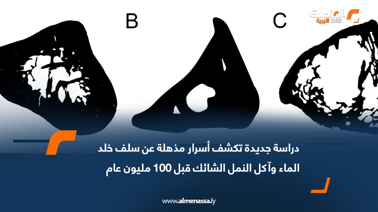دراسة جديدة تكشف أسرار مذهلة عن سلف خلد الماء وآكل النمل الشائك قبل 100 مليون عام