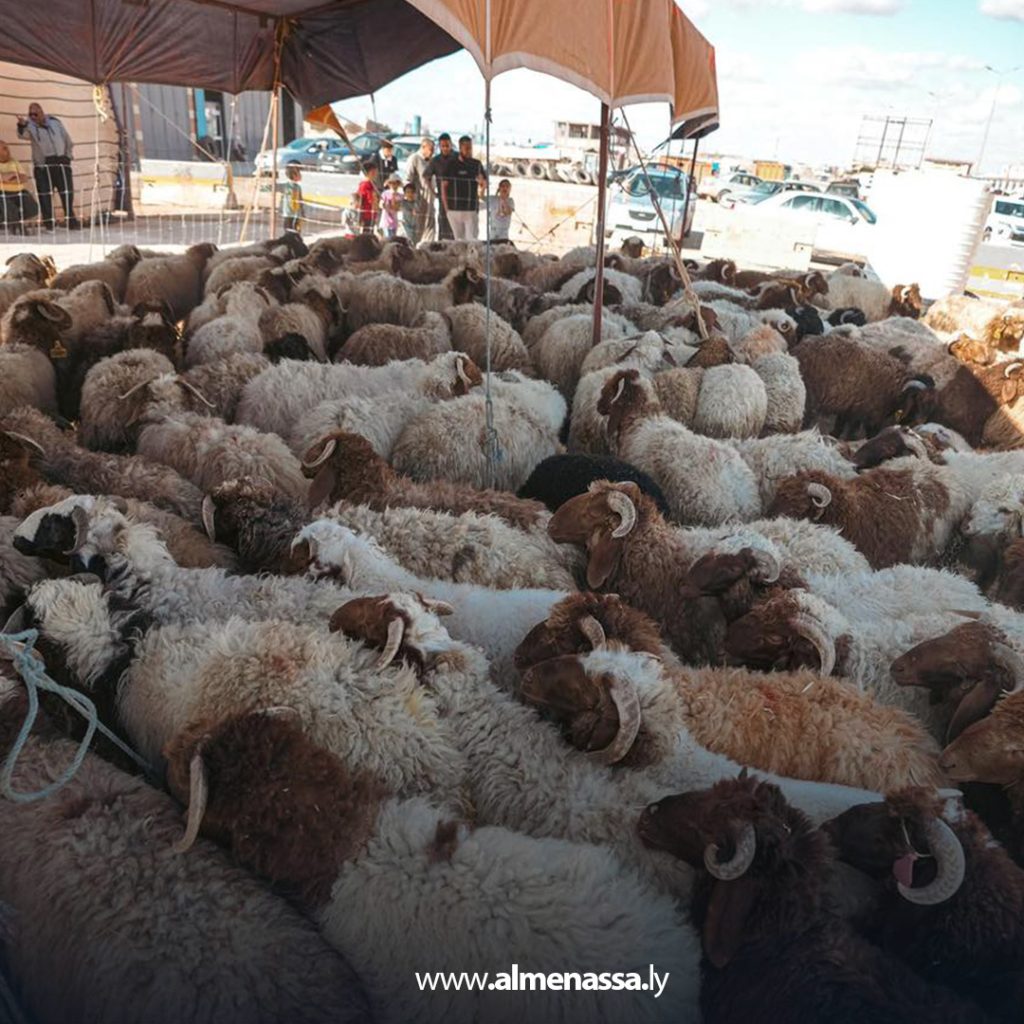 extra 308 وصول أولى دفعات الأضاحي المدعومة من الحكومة الليبية إلى بلدية الأبيار