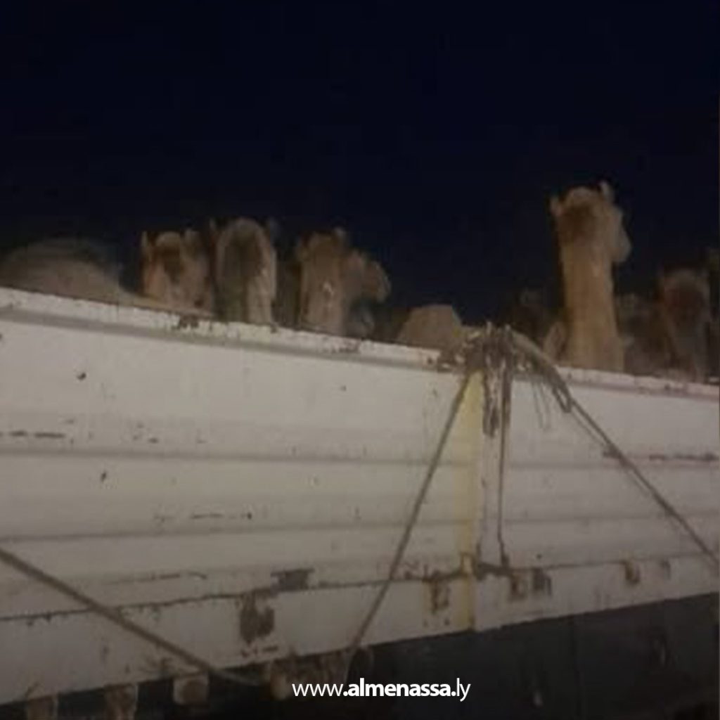 extra 51 الشرطة الزراعية طبرق: ضبط سيارتين محملتين بالإبل المستورد