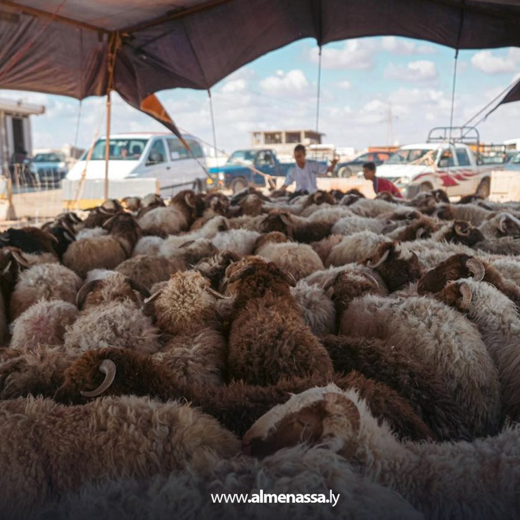 extra1 225 وصول أولى دفعات الأضاحي المدعومة من الحكومة الليبية إلى بلدية الأبيار