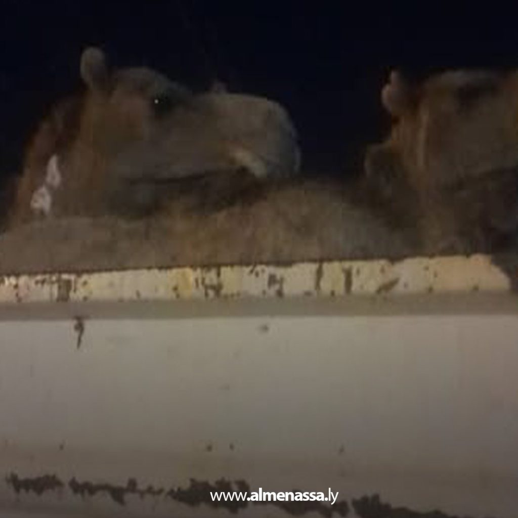 extra1 45 الشرطة الزراعية طبرق: ضبط سيارتين محملتين بالإبل المستورد