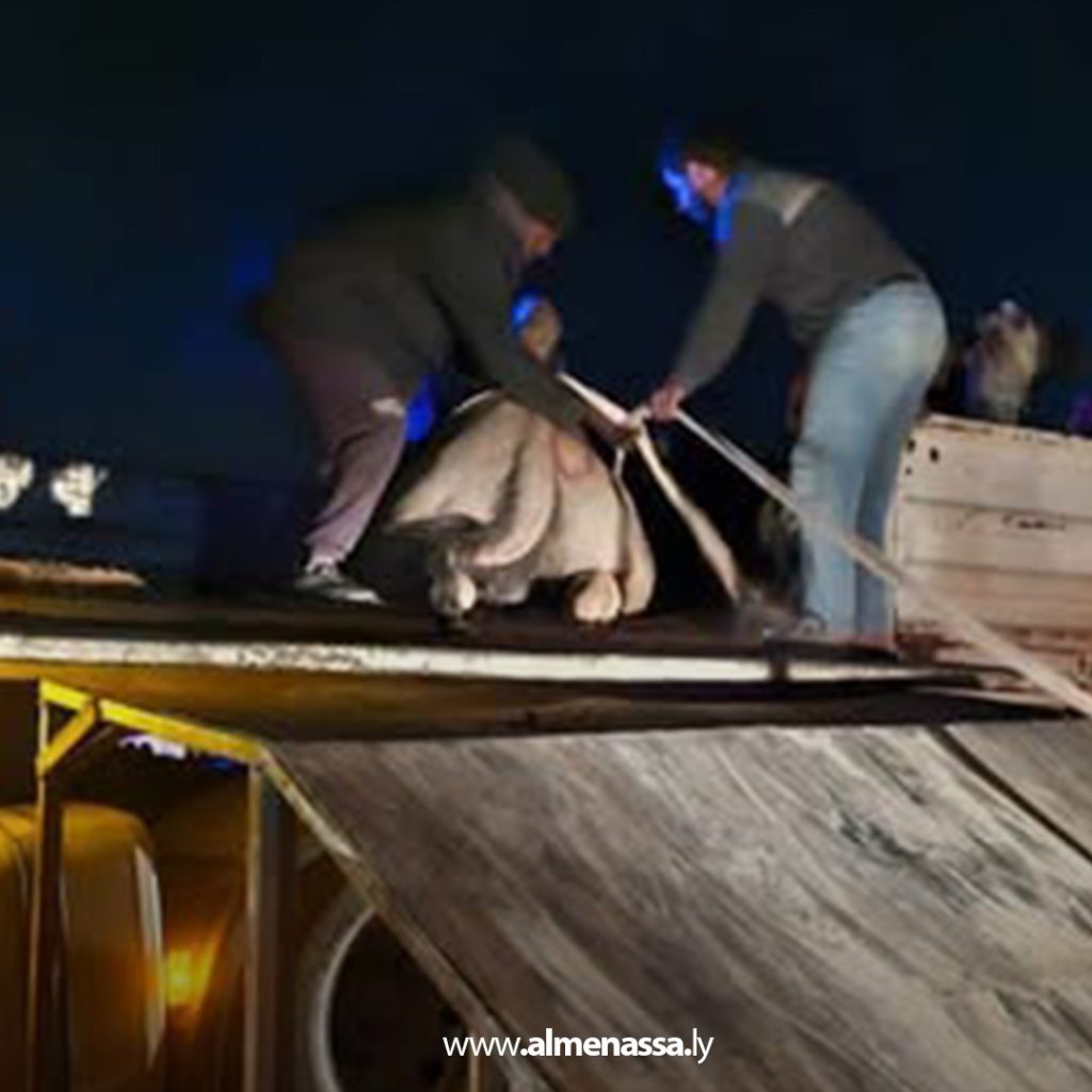 extra11 25 الشرطة الزراعية طبرق: ضبط سيارتين محملتين بالإبل المستورد