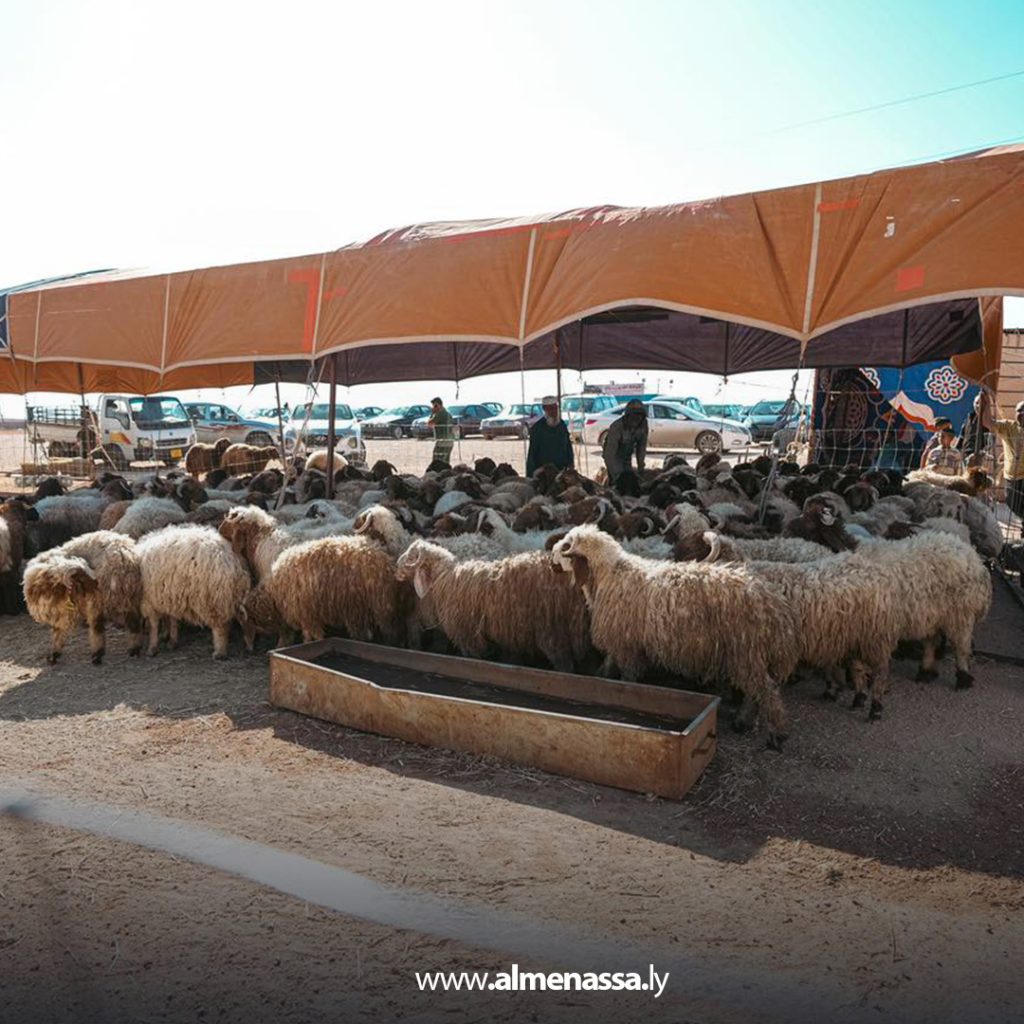 extra111 116 وصول أولى دفعات الأضاحي المدعومة من الحكومة الليبية إلى بلدية الأبيار
