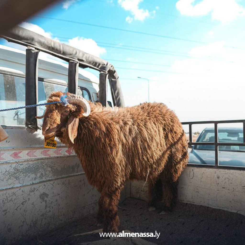 extra1111 84 وصول أولى دفعات الأضاحي المدعومة من الحكومة الليبية إلى بلدية الأبيار