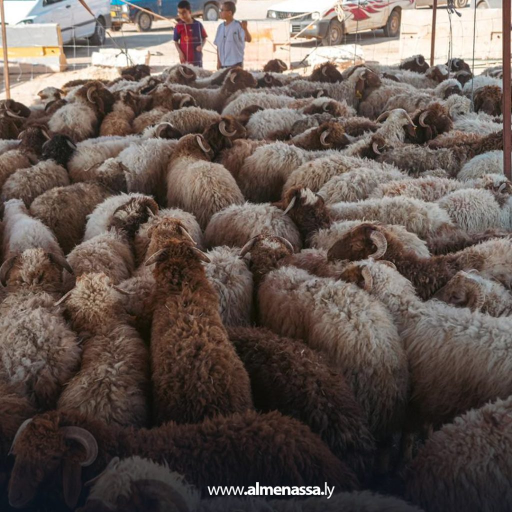 extra11111 66 وصول أولى دفعات الأضاحي المدعومة من الحكومة الليبية إلى بلدية الأبيار