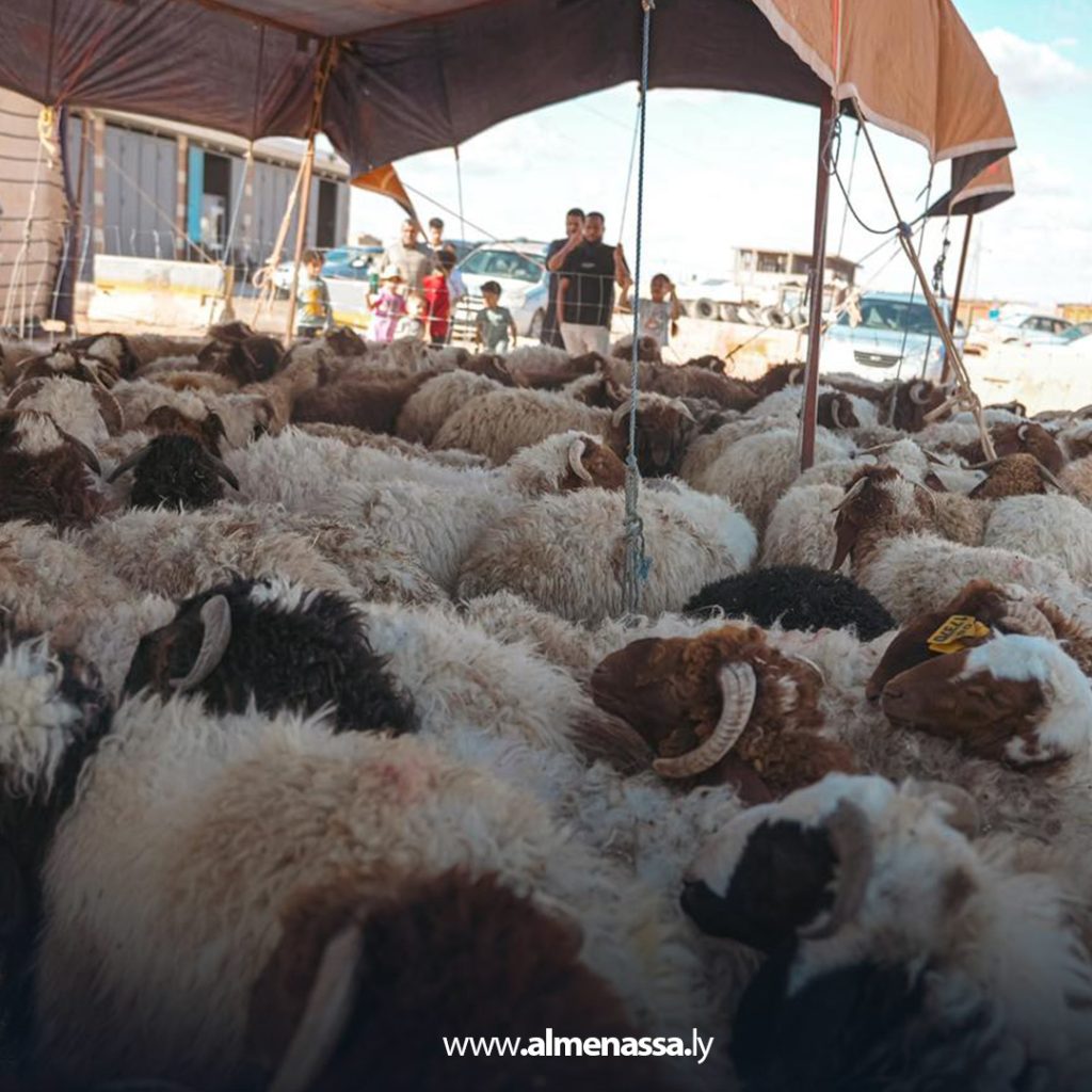 extra11111111 36 وصول أولى دفعات الأضاحي المدعومة من الحكومة الليبية إلى بلدية الأبيار