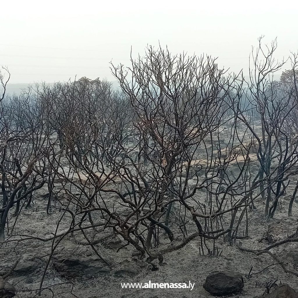 extra11111111111111111 2 السيطرة على ثلاث حرائق في نطاق القبة بعد تدخل سريع من أجهزة الشرطة الزراعية والأمنية