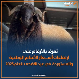 المنصة ترصد.. الخراف الإسبانية والسودانية تلحق بالخروف الوطني في زيادة الأسعار