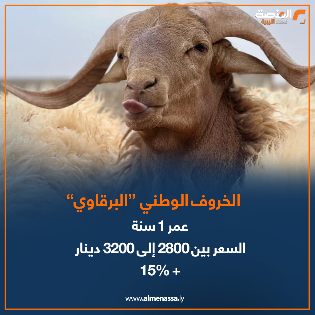 02 6 المنصة ترصد.. الخراف الإسبانية والسودانية تلحق بالخروف الوطني "البرقاوي" في زيادة الأسعار