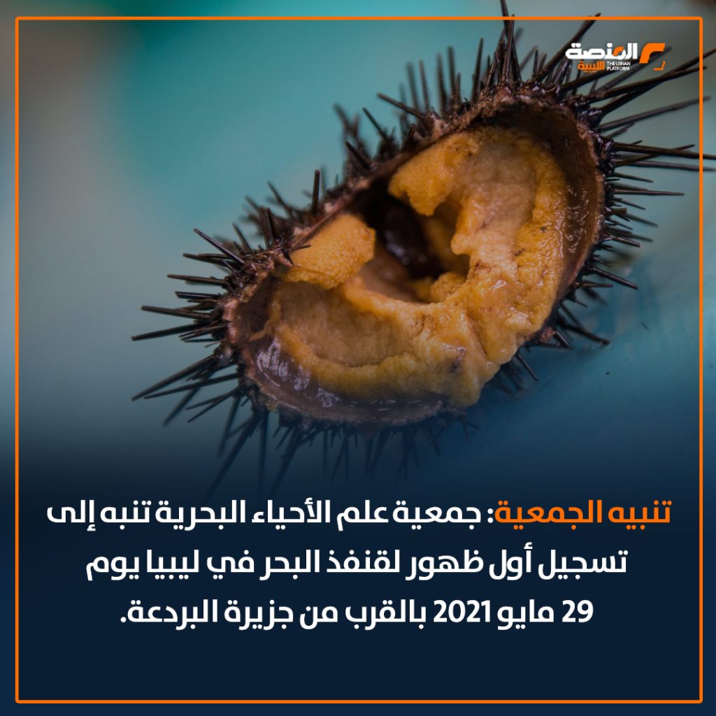 02 copy 28 جمعية علم الأحياء البحرية تحذر من خطورة قنفذ البحر المسجل وجوده في ليبيا لأول مرة في 2021