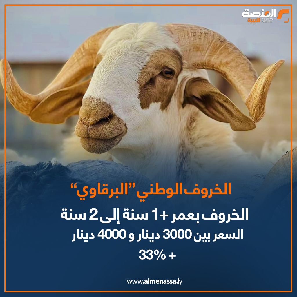 03 7 المنصة ترصد.. الخراف الإسبانية والسودانية تلحق بالخروف الوطني "البرقاوي" في زيادة الأسعار