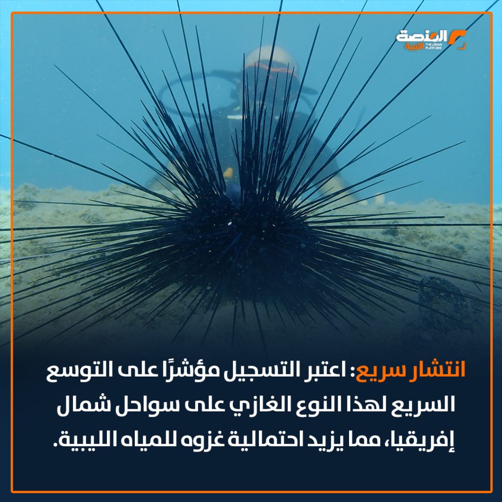 03 copy 26 جمعية علم الأحياء البحرية تحذر من خطورة قنفذ البحر المسجل وجوده في ليبيا لأول مرة في 2021