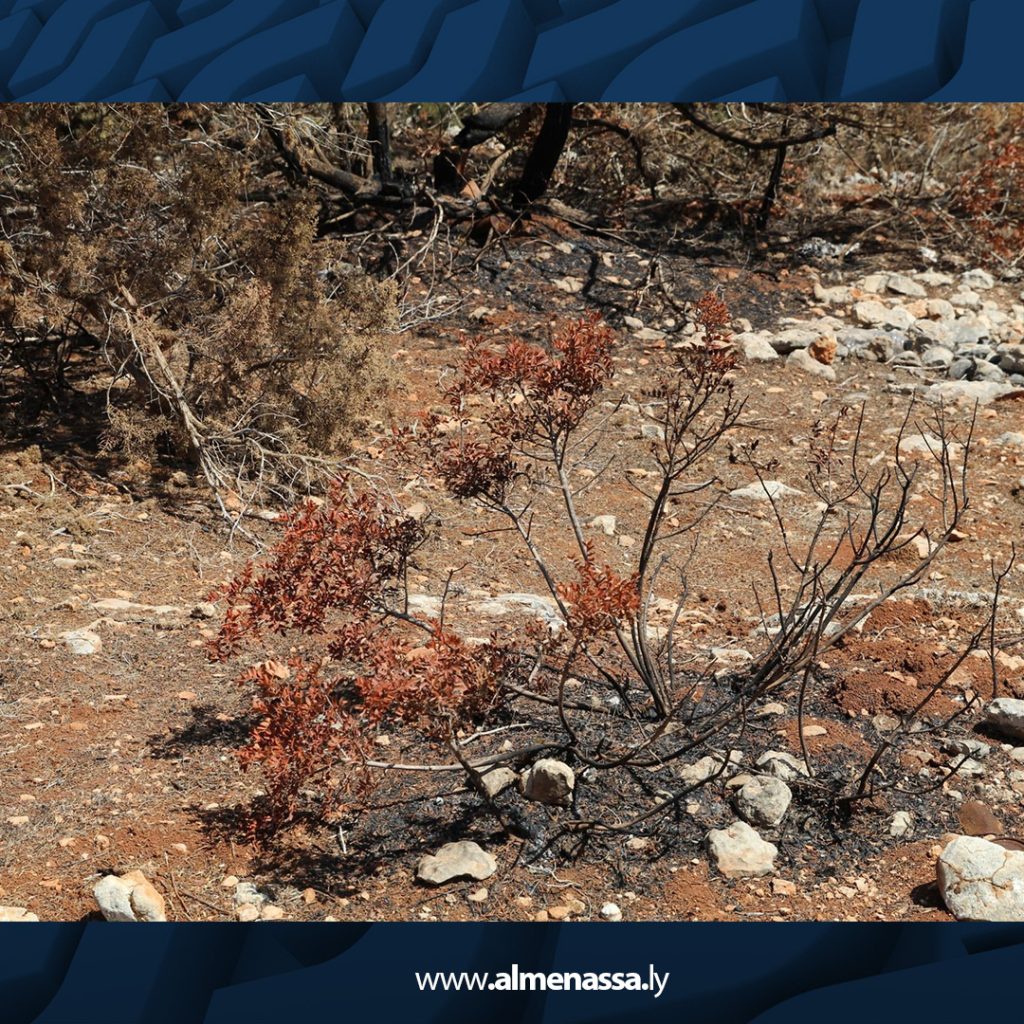 04 41 فريق بحثي من مركز البحوث الزراعية يشرع في تقييم أضرار حرائق وادي الكوف ميدانيا