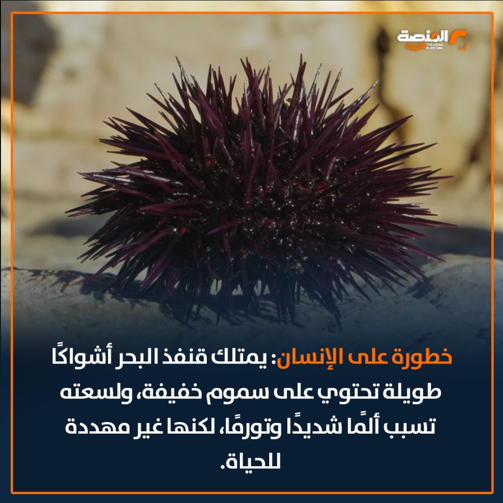 04 copy 26 جمعية علم الأحياء البحرية تحذر من خطورة قنفذ البحر المسجل وجوده في ليبيا لأول مرة في 2021
