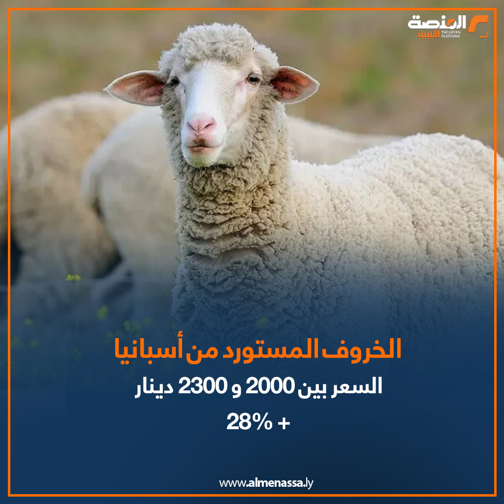 05 3 المنصة ترصد.. الخراف الإسبانية والسودانية تلحق بالخروف الوطني "البرقاوي" في زيادة الأسعار