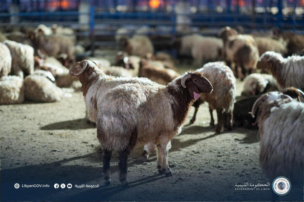 502673732 688132970517798 7458093640341140602 n الحكومة الليبية تؤكد استمرار عملية إرسال شحنات الأضاحي الى مختلف البلديات