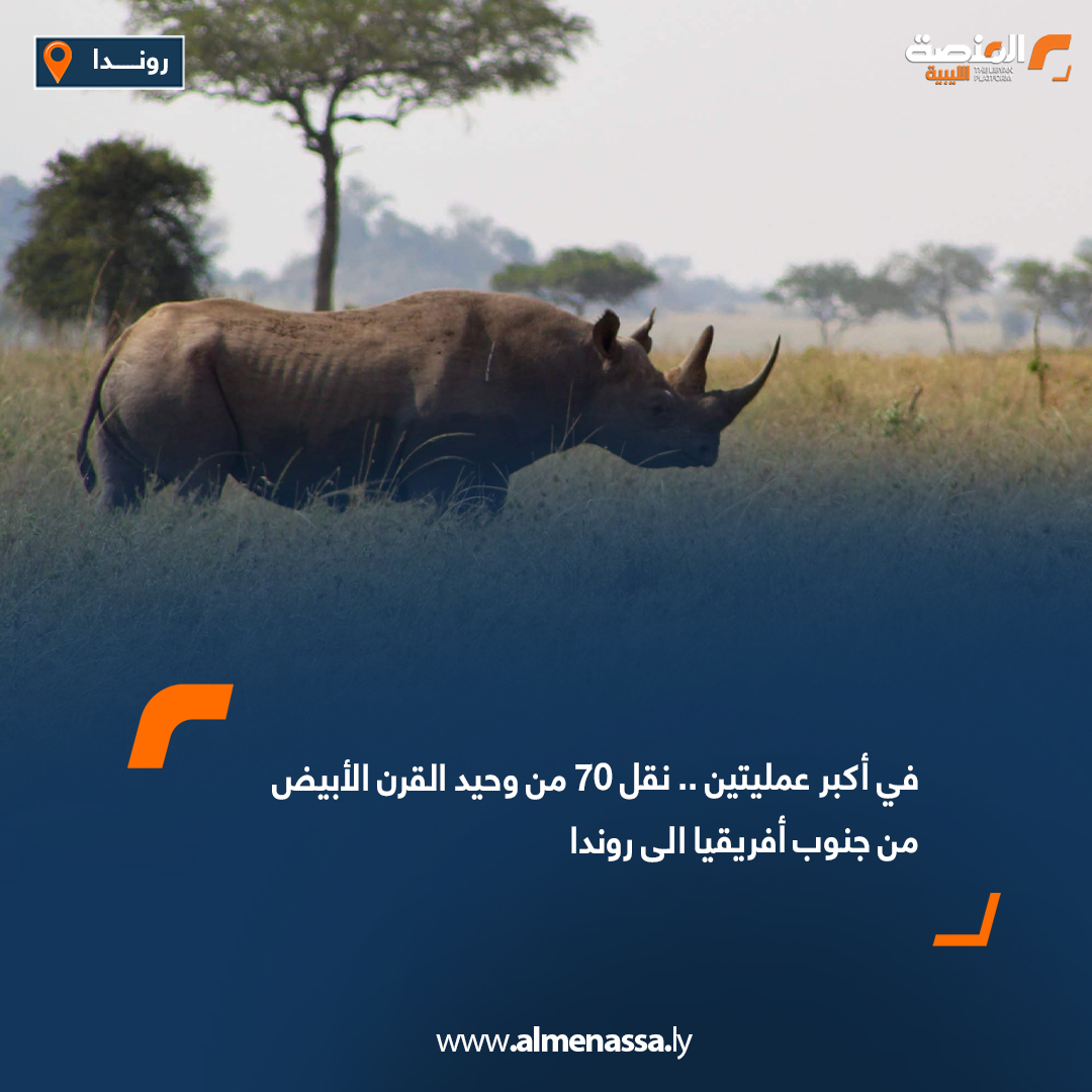 في أكبر عمليتين .. نقل 70 من وحيد القرن الأبيض من جنوب أفريقيا الى رواندا