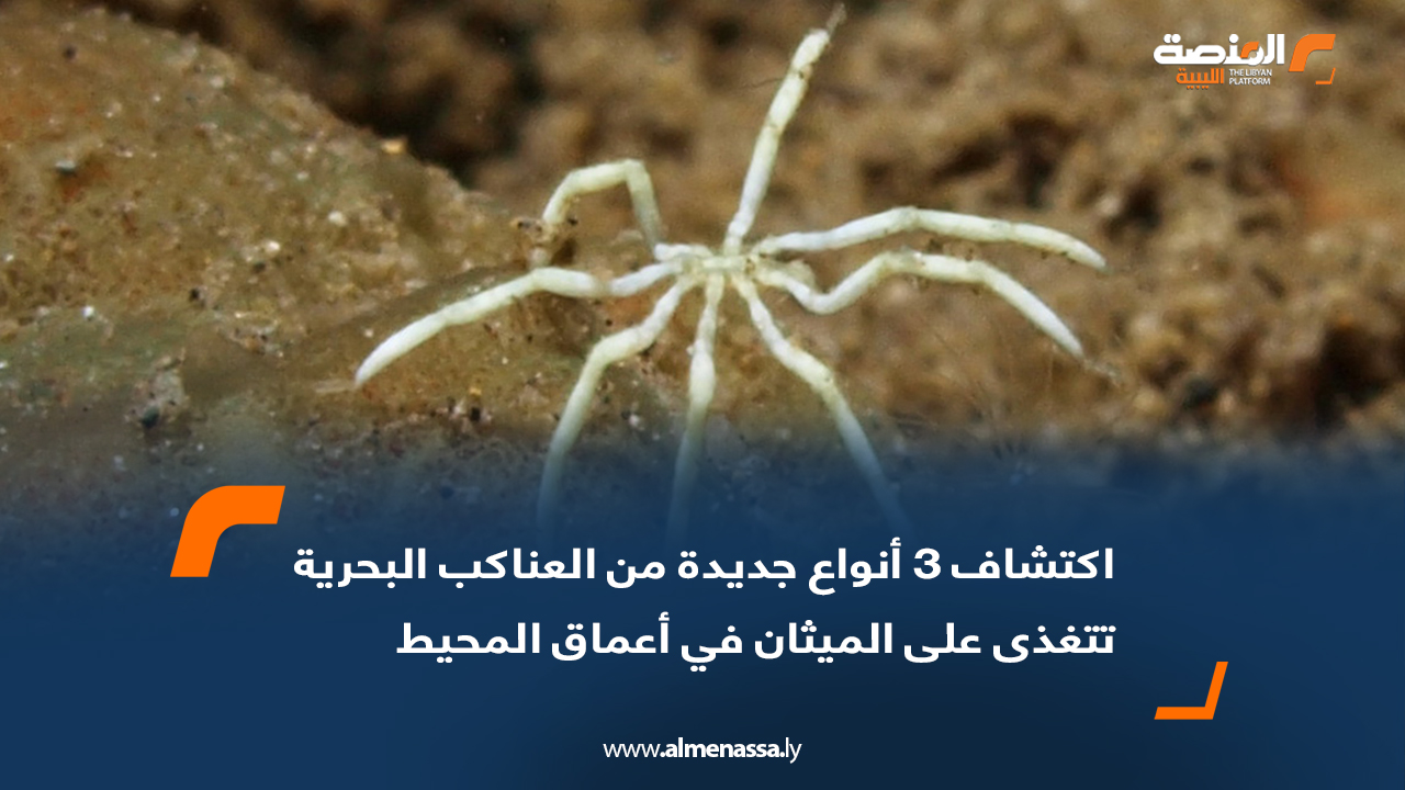 اكتشاف 3 أنواع جديدة من العناكب البحرية تتغذى على الميثان في أعماق المحيط
