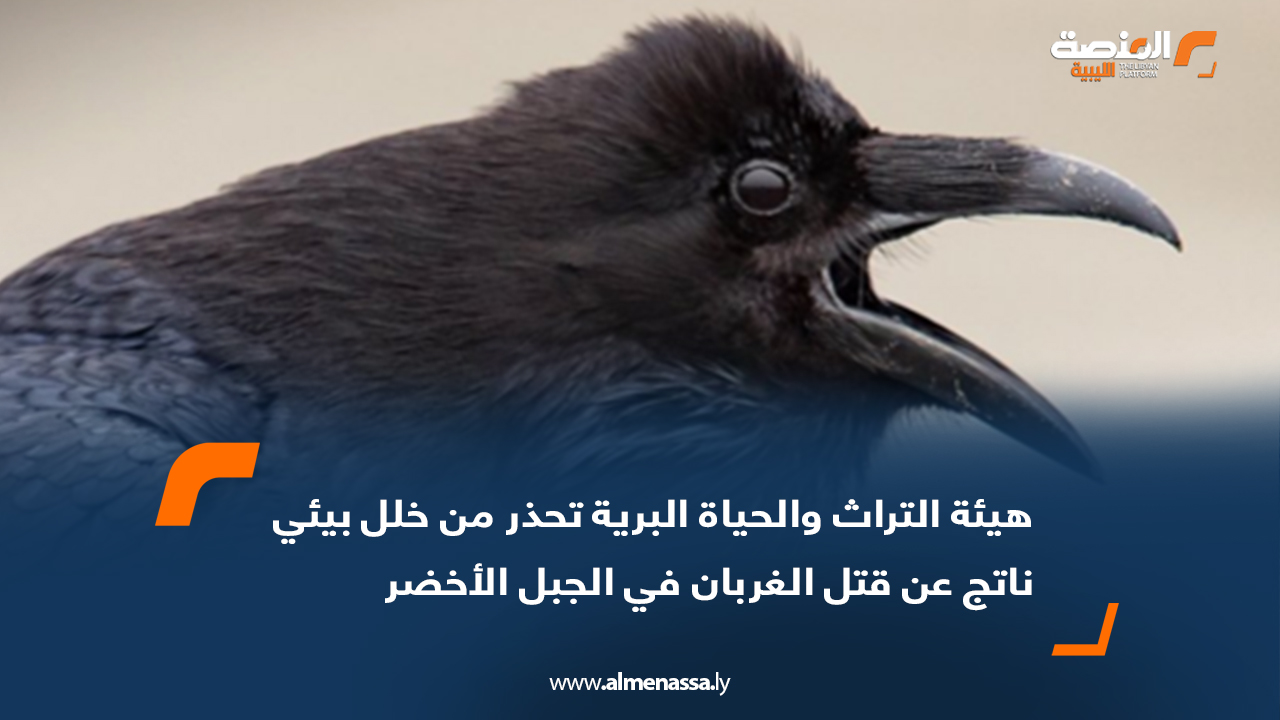 هيئة التراث والحياة البرية تحذر من خلل بيئي ناتج عن قتل الغربان في الجبل الأخضر