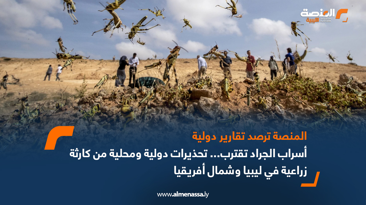 أسراب الجراد تقترب... تحذيرات دولية من كارثة زراعية في ليبيا وشمال أفريقيا