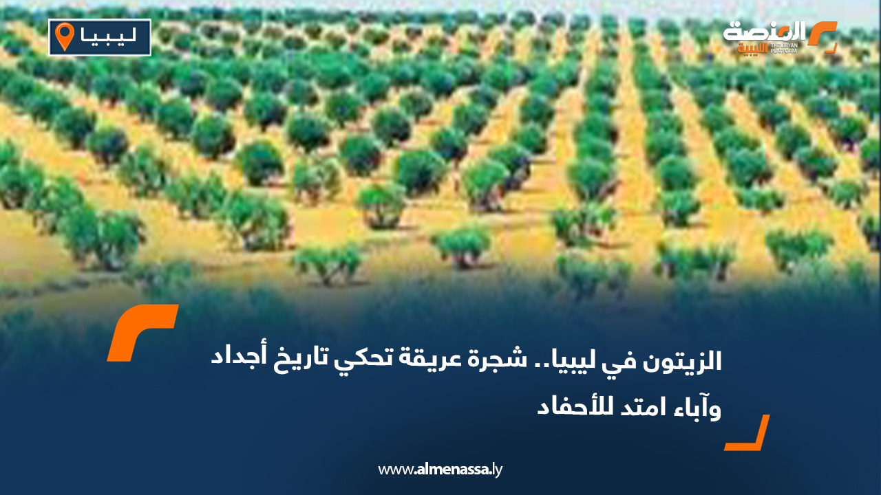 الزيتون في ليبيا.. شجرة عريقة تحكي تاريخ أجداد وآباء امتد للأحفاد