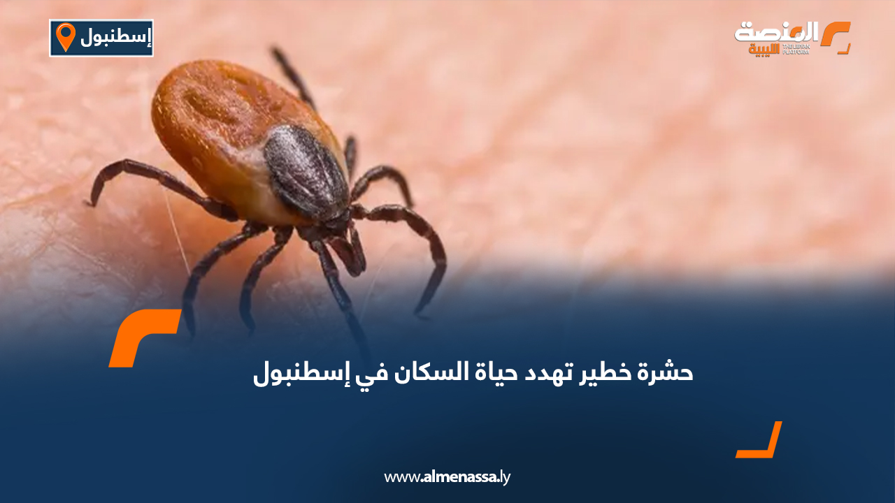 حشرة خطير تهدد حياة السكان في إسطنبول