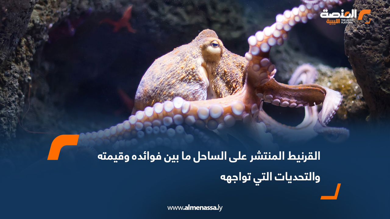 القرنيط المنتشر على الساحل ما بين فوائده وقيمته والتحديات التي تواجهه