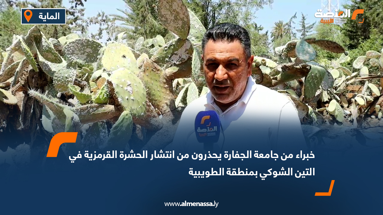 خبراء من جامعة الجفارة يحذرون من انتشار الحشرة القرمزية في التين الشوكي بمنطقة الطويبية