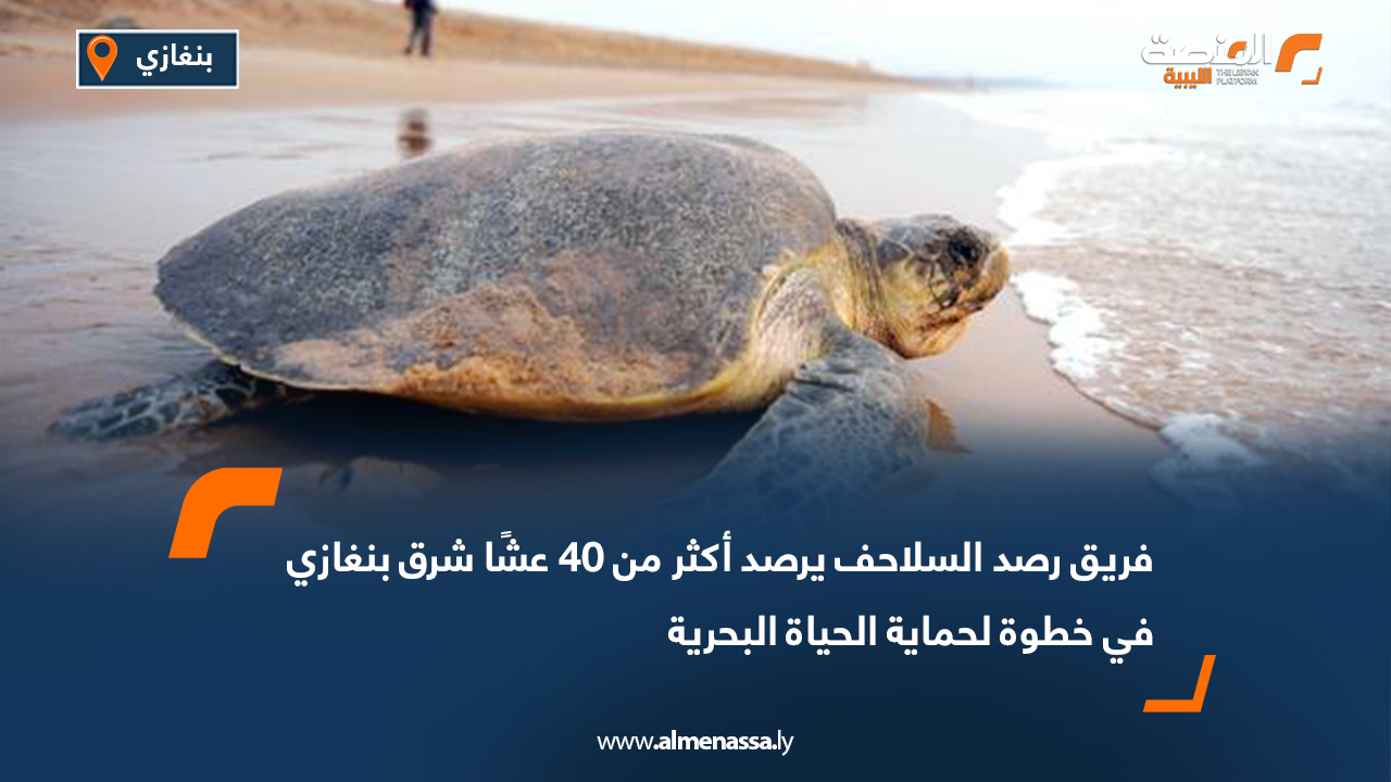 فريق رصد السلاحف يرصد أكثر من 40 عشًا شرق بنغازي في خطوة لحماية الحياة البحرية