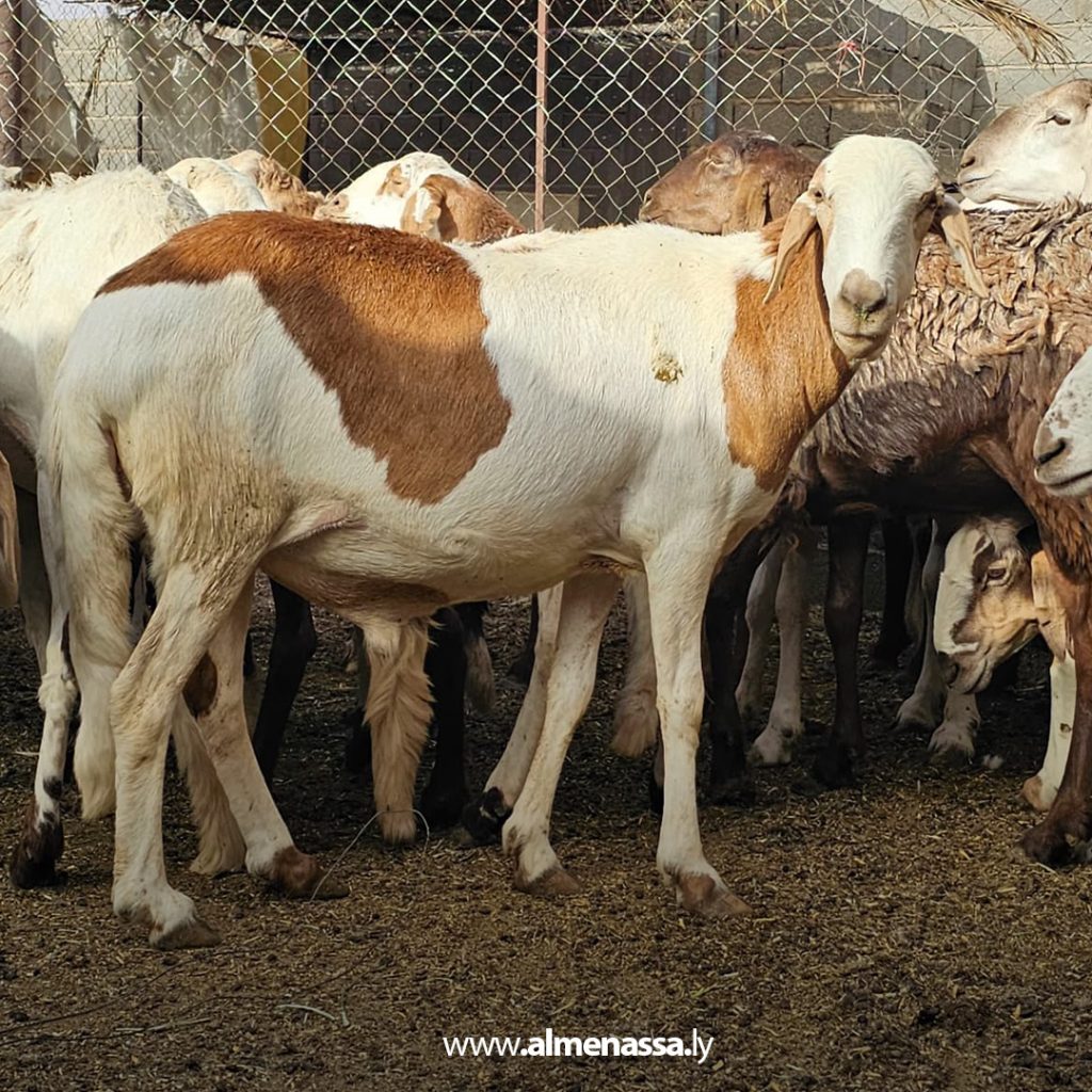 extra 101 صندوق الزكاة بالكفرة وزّع أكثر من 1300 رأس غنم على الأسر المحتاجة في عيد الأضحى