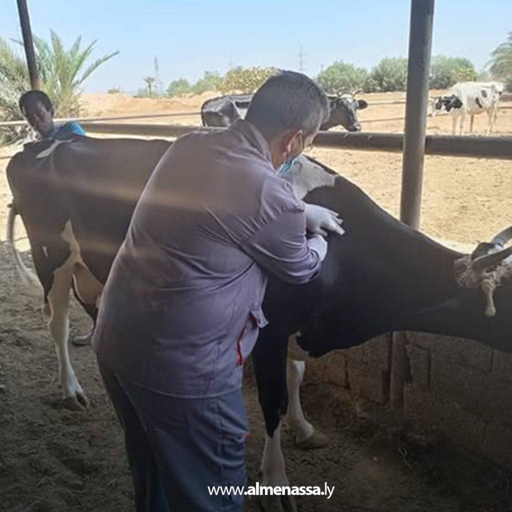 extra 165 تواصل حملة التحصين ضد مرض الجلد العقدي الذي يصيب الأبقار