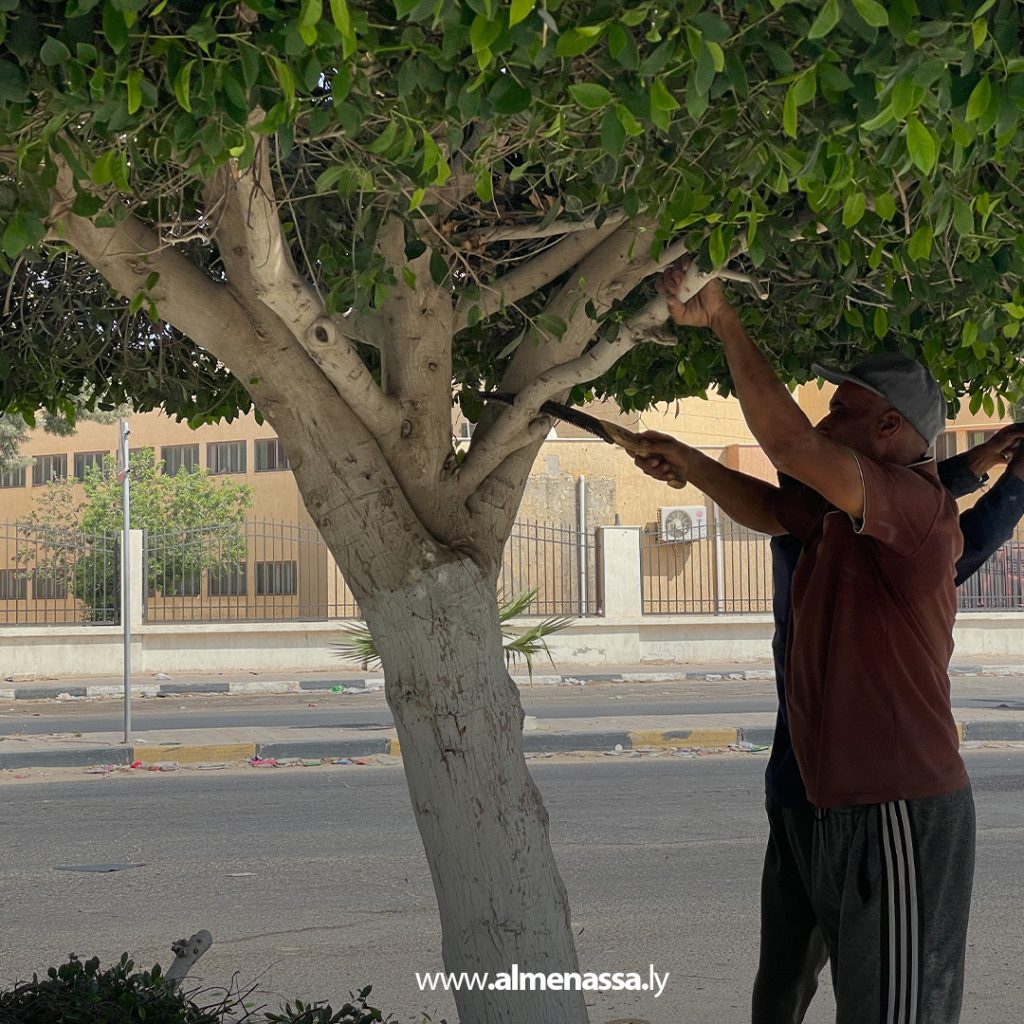 extra 185 قسم الحدائق والمنتزهات يباشر أعمال تقليم الأشجار في العجيلات استعدادًا للصيف