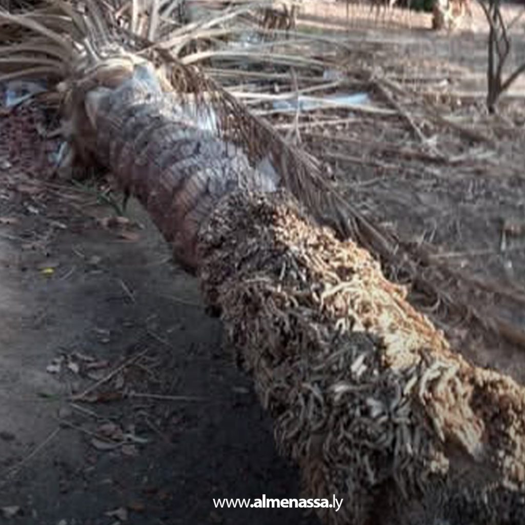 extra 199 مركز الوقاية والحجر الزراعي يؤكد عدم إصابة مزرعة ببلدية الجفرة بسوسة النخيل الحمراء