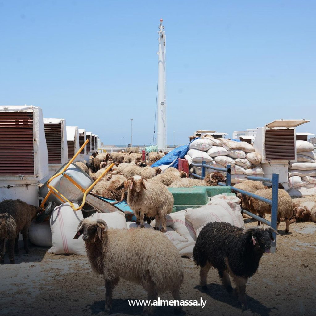 extra 24 رغم وصول شحنات الأضاحي المدعومة من الحكومة الليبية.. غلاء المواشي يتصدر مواقع التواصل الاجتماعي