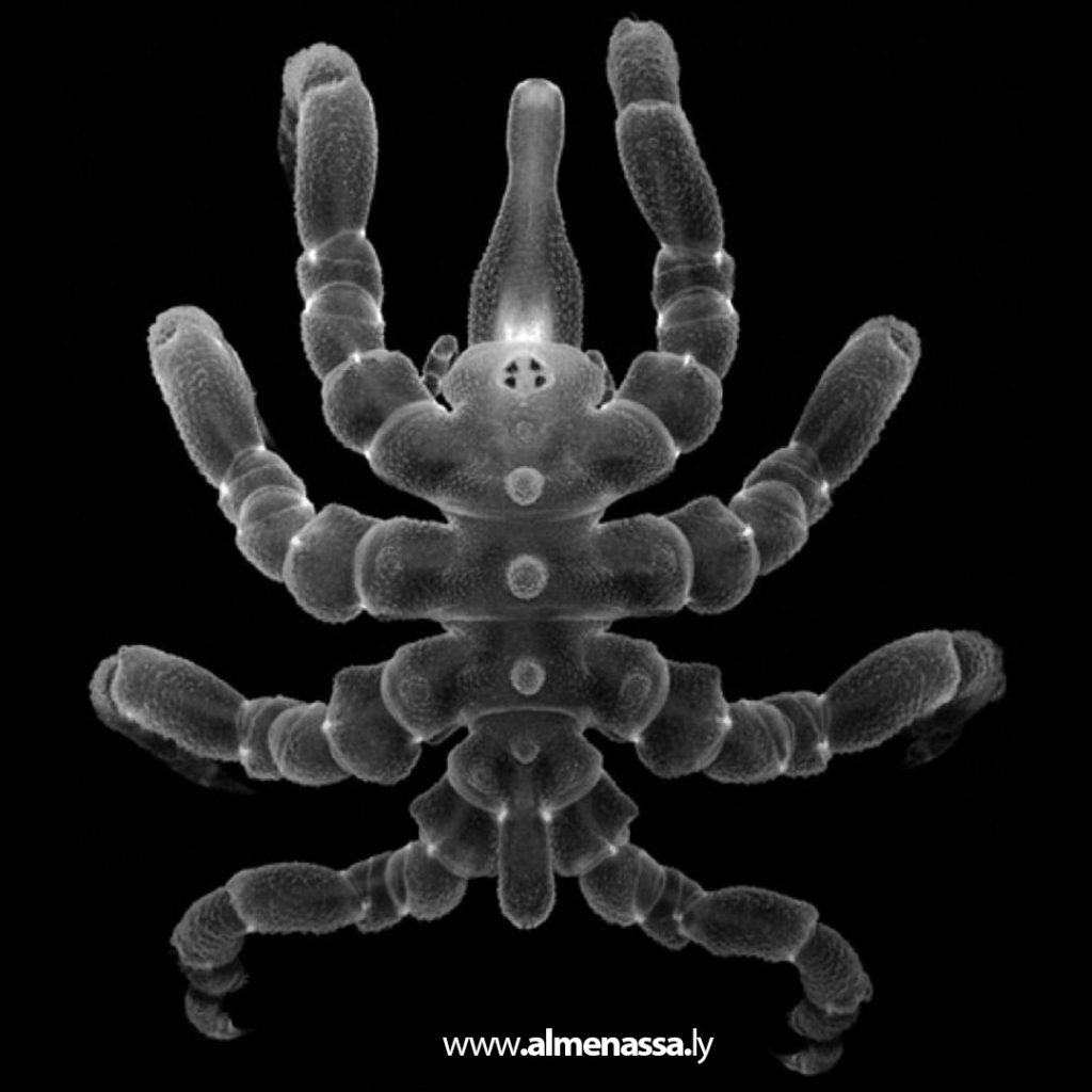 extra 269 اكتشاف 3 أنواع جديدة من العناكب البحرية تتغذى على الميثان في أعماق المحيط