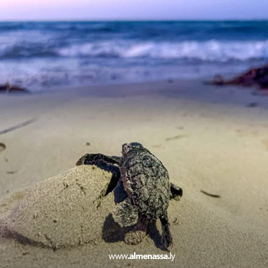 extra 55 Turtle Eggs: Alleged benefits, health risks, and the growing threat of extinction
