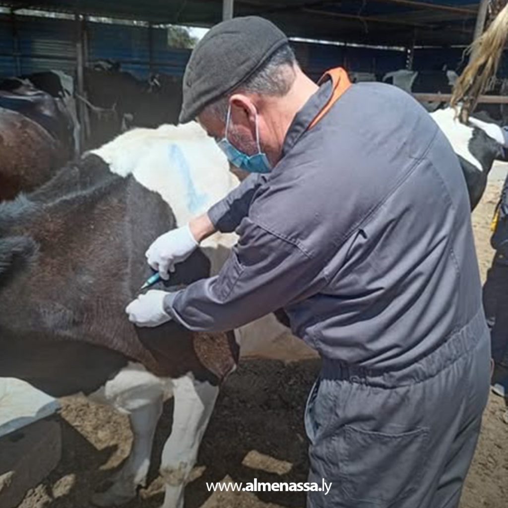 extra1 114 تواصل حملة التحصين ضد مرض الجلد العقدي الذي يصيب الأبقار