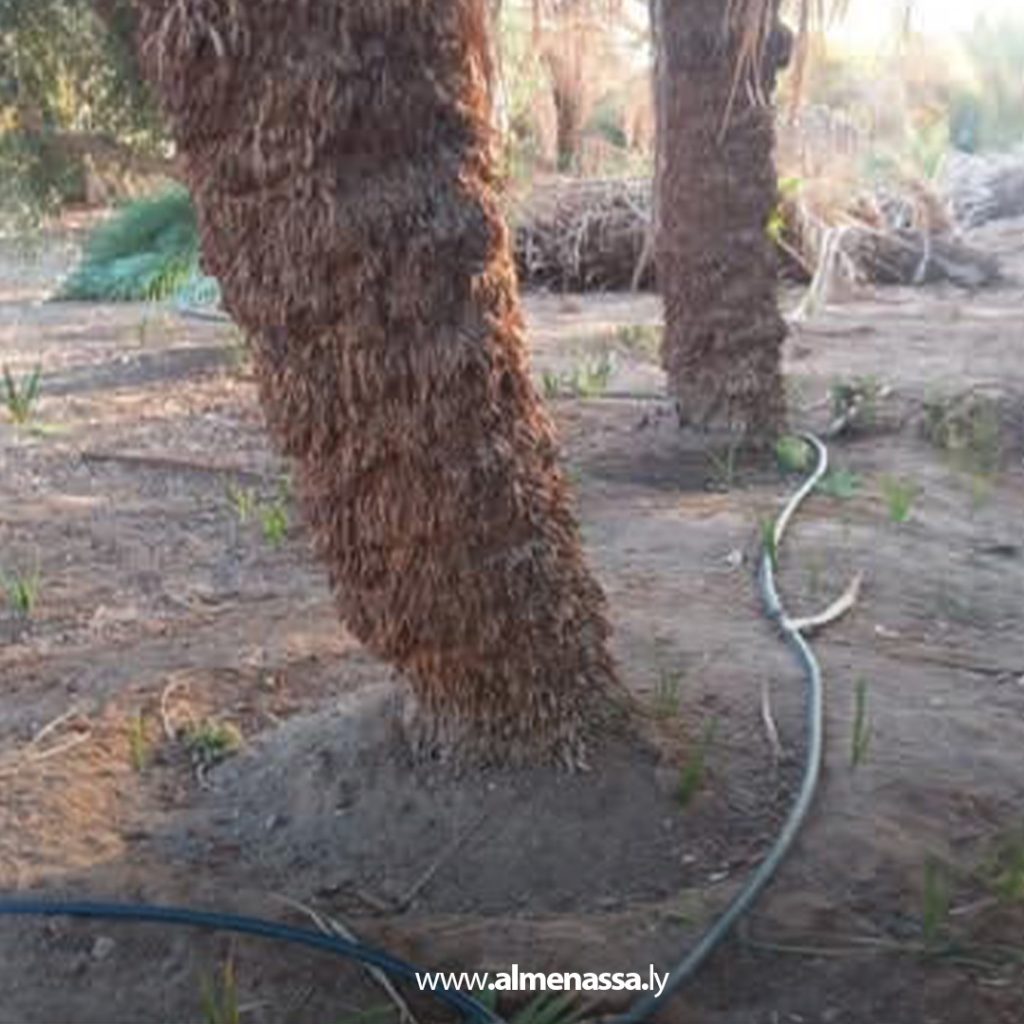 extra1 143 مركز الوقاية والحجر الزراعي يؤكد عدم إصابة مزرعة ببلدية الجفرة بسوسة النخيل الحمراء