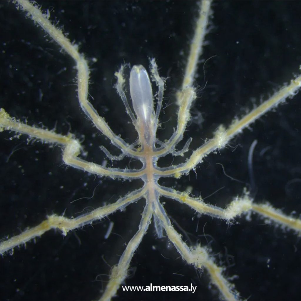 extra1 206 اكتشاف 3 أنواع جديدة من العناكب البحرية تتغذى على الميثان في أعماق المحيط