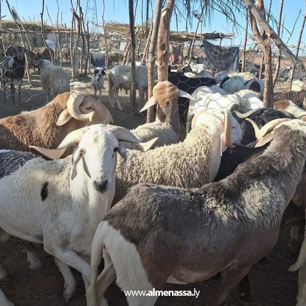 extra1 21 رغم وصول شحنات الأضاحي المدعومة من الحكومة الليبية.. غلاء المواشي يتصدر مواقع التواصل الاجتماعي