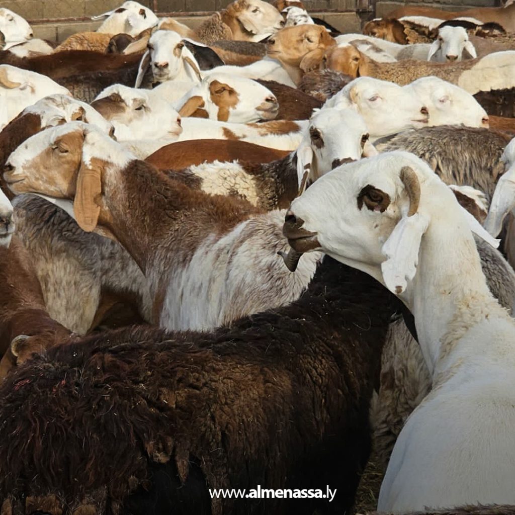 extra1 71 صندوق الزكاة بالكفرة وزّع أكثر من 1300 رأس غنم على الأسر المحتاجة في عيد الأضحى