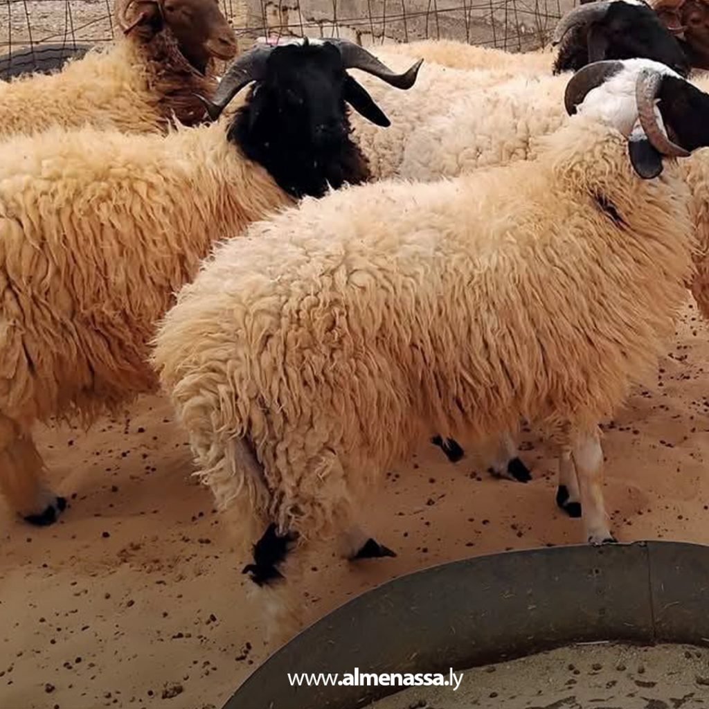 extra11 15 رغم وصول شحنات الأضاحي المدعومة من الحكومة الليبية.. غلاء المواشي يتصدر مواقع التواصل الاجتماعي