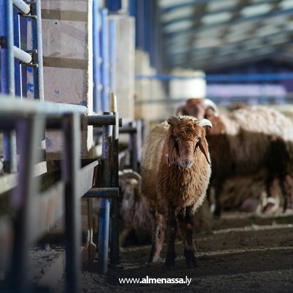 extra11 17 الحكومة الليبية تؤكد استمرار عملية إرسال شحنات الأضاحي الى مختلف البلديات