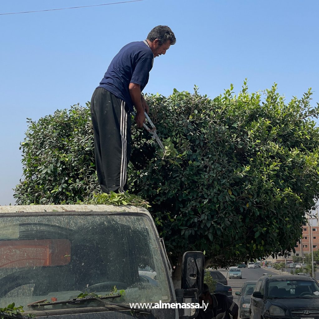 extra111 59 قسم الحدائق والمنتزهات يباشر أعمال تقليم الأشجار في العجيلات استعدادًا للصيف