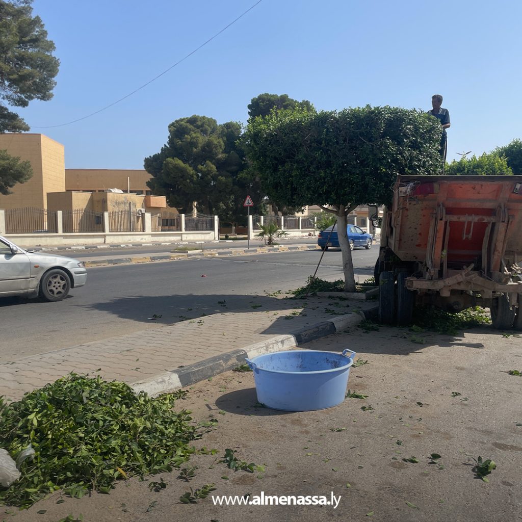 extra1111 48 قسم الحدائق والمنتزهات يباشر أعمال تقليم الأشجار في العجيلات استعدادًا للصيف