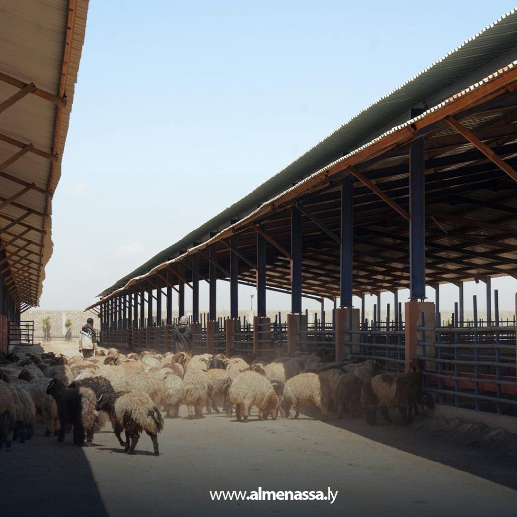 extra11111 5 رغم وصول شحنات الأضاحي المدعومة من الحكومة الليبية.. غلاء المواشي يتصدر مواقع التواصل الاجتماعي